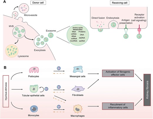 The role of extracellular vesicles in mediating cell–cell communication. (A) Biosynthesis, release and uptake of EVs, and their travel routes between donor and receiving cells. (B) The routes of EVs in mediating cell–cell communication in kidney fibrosis. Solid lines indicate the principal direction of EVs from donor to receiving cells, while dashed lines denote the potential routes of EVs movement. MVB, multivesicular bodies.