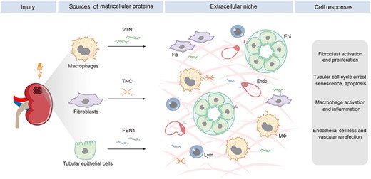 The sources and effector cells of matricellular proteins in kidney fibrosis. Diverse types of cells contribute to the formation of the fibrogenic niche by secreting distinct matricellular proteins such as TNC, FBN1 and VTN. Different cells in the fibrogenic niche are primed to respond in distinct manners, leading to fibroblast activation and proliferation, tubular cell cycle arrest, senescence and apoptosis, macrophage activation, and endothelial depletion. Fib, fibroblasts; Epi, epithelial cells; endo, endothelial cells; Mϕ, macrophage, lym, lymphocytes.