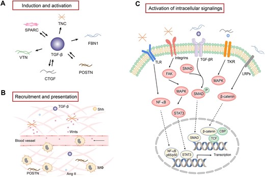 The regulation, role and mechanism of matricellular proteins in the fibrogenic niche. (A) TGF-β plays a central role in regulating the expression of a variety of matricellular proteins, while some matricellular proteins are also instrumental in TGF-β expression and activation. (B) Matricellular proteins play a key role in recruiting and presenting various soluble factors through binding to ligands and receptors. Some matricellular proteins also play a role in recruiting the infiltration of inflammatory cells such as macrophages. (C) Matricellular proteins are capable of binding to various plasma membrane receptors and activate intracellular signaling. Major signal pathways are highlighted. Mϕ, macrophage; TKR, tyrosine kinase receptor; NF-κB, nuclear factor-κB; FAK, focal adhesion kinase; MAKP, mitogen-activated protein kinase; CBP, cAMP response element-binding protein (CREB)-binding protein; TCF, T cell factor.