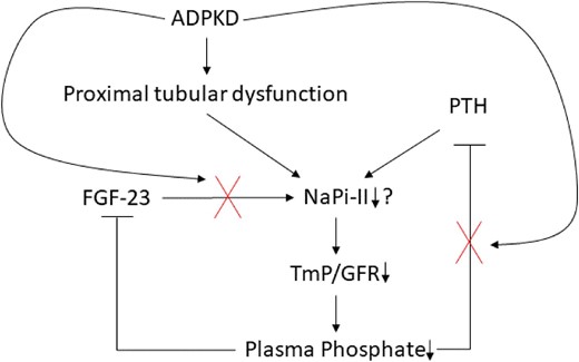 Proposed hypothesis for the mechanisms of kidney phosphate wasting in ADPKD. In the context of ADPKD, phosphate wasting may be influenced by both proximal tubular dysfunction and insufficient suppression of PTH. On one hand, the formation and expansion of cysts can disrupt the intricate kidney architecture, resulting in early dysfunction of the proximal tubules. Consequently and potentially, the expression of the sodium phosphate cotransporter NaPi-II diminishes, leading to hypophosphatemia. This, in turn, should prompt the suppression of PTH, but paradoxically, it remains inadequately suppressed, exacerbating the loss of phosphate. Furthermore, the kidney exhibits insensitivity to the effects of total plasma FGF-23.