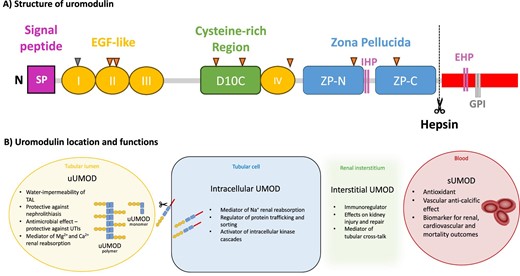 Structure, key domains, and functions of uromodulin. (A) Structure and key domains of uromodulin. Note that the eight triangular shapes constitute the N-glycosylation sites; the seven orange triangles represent the occupied glycosylation sites, whereas the sole grey triangle corresponds to the non-used site. (B) Key functions of uromodulin.