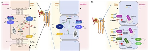 Uromodulin location and interaction with key electrolyte transporters. (A) Interaction with sodium transporters. Uromodulin is produced by the epithelial cells lining the TAL and early DCT (DCT1) and remains intracellular until a final cleavage by hepsin releases it in the lumen. In urine, uromodulin mostly forms macromolecular polymers, but can be also found in monomers. In TAL, uromodulin increases Na+ reabsorption by activating apical NKCC2 through numerous mechanisms. It mediates vesicular translocation of NKCC2 from the endoplasmic reticulum (ER) to the apical membrane (1), enhances NKCC2 phosphorylation by activating SPAK/OSR1 kinases (2), counteracts the inhibitory effects of TNF-α on NKCC2 (3) and upregulates the expression of ROMK channels by promoting their vesicular translocation from ER to apical membrane (4). In DCT1, uromodulin additionally regulates Na+ handling by activating NCC by promoting its phosphorylation through SPAK/OSR1 (5) in addition to likely upregulating ROMK channel expression (6). (B) Interaction with key calcium and magnesium transporters. Uromodulin modulates Mg2+ and Ca2+ reabsorption by DCT, as uUMOD orchestrates the formation of a urinary multi-protein complex (lattice) that reduces the dynamin-2-dependent endocytosis of TRPM6 (1) and caveolin-mediated endocytosis of TRPV5/6 channels (2) in DCT1 and DCT2; thus, the surface abundance of these transporters is increased.