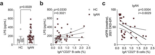 Serum LPS levels correlate with IgA+CD27− B cell frequency. (a) Summary bar chart showing serum LPS levels and (b) linear regression analysis of serum LPS levels versus IgA+CD27− B cells in IgAN patients and HCs. (c) Linear regression analysis of eGFR versus IgA+CD27− B cells in IgAN patients. Data are mean ± standard deviation and each circle/square represents a study participant. For non-normally distributed serum LPS levels Mann–Whitney U test was used for the comparison of IgAN patients and HCs. Spearman's rank correlation test was used to interrogate statistical significance in the correlation between serum LPS levels and IgA+CD27− B cells in IgAN patients and HCs.