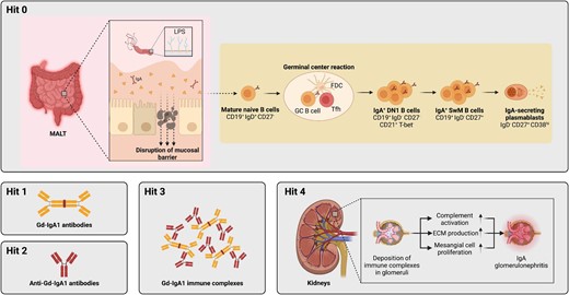 Revised multi-hit model with integration of B cell activation pathways. Hit 1 of the multi-hit pathogenesis is the production of pathogenic GdIgA1. This is followed by production of anti-IgA antibodies (Hit 2) and formation of immune complexes (Hit 3), which are finally deposited in the kidney glomeruli and cause tissue damage and renal decline. Here we have uncovered the B cell pathway that leads to GdIgA1 production (Hit 1) in IgAN pathogenesis, and term it ‘Hit 0’. Specifically, naïve B cells are de novo activated within germinal centres and give rise to IgA+CD27− DN1 B cells and subsequently IgA-expressing plasmablasts which secrete pathogenic IgA.