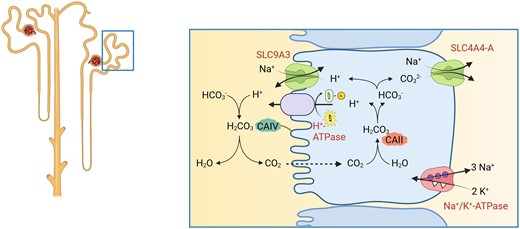 Function of NHE3. NHE3 (SLC9A3) together with other NHE isoforms mediates Na+/H+-exchange and thereby contributes to Na+ and HCO3– reabsorption.