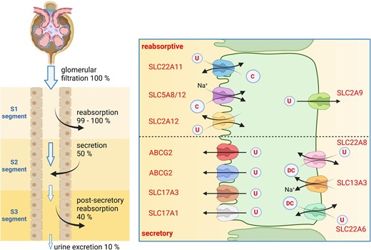 Renal urate handling. Left panel: tubular handling of urate with segmental reabsorption (S1 segment), secretion (S2 segment) and partial reabsorption (S3 segment). Percentages refer to the amount of filtered urate. Right panel: transport processes involved in reabsorption of urate (upper part of figure) or secretion (lower part). U, urate; C, carboxylates; DC, dicarboxylates.