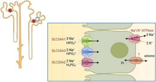 Proximal tubular phosphate transport. Transporters required for proximal tubular phosphate reabsorption. The basolateral exit pathway for phosphate has not been identified on a molecular basis to date.