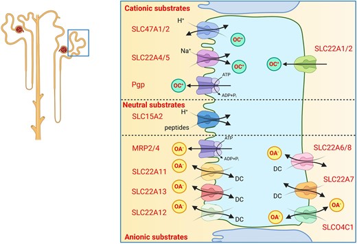 Excretion of organic cations and anions. Transport proteins mediating excretion of various types of drugs, waste metabolites and toxins. OC+, organic cations; OA–, organic anions; DC, dicarboxylates.