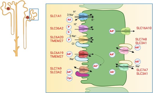 Amino acid reabsorption by the proximal tubule. Amino acid transporters located in the luminal brush border membrane and the basolateral membrane mediate transcellular amino acid reabsorption. Additional amino acid transporters, not shown, are involved in providing amino acids for cellular metabolism. AA–, anionic amino acids; AA0, neutral amino acids; AA+, cationic amino acids; P, proline; G, glycine; Cys, cystine.