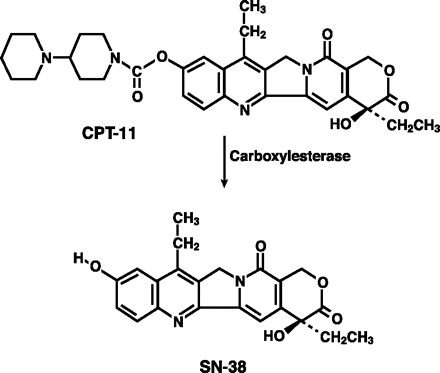 Metabolism of irinotecan (CPT-11) by carboxylesterase to its active metabolite, 7-ethyl-10-hydroxycamptothecin (SN-38). Source: HS Friedman et al. Irinotecan therapy in adults with recurrent or progressive malignant glioma. J Clin Oncol. 1999;17:1516–1525. Reprinted with permission from the American Society of Clinical Oncology.21