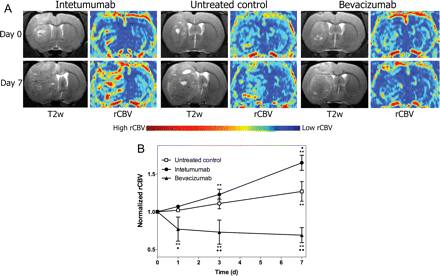 Effect of intetumumab and bevacizumab on tumor rCBV. Rats with intracerebral LX-1 SCLC xenografts were randomized to no treatment, intetumumab (30 mg/kg i.v.), or bevacizumab (45 mg/kg i.v.) and underwent serial DSC-MRI with ferumoxytol. (A) T2-weighted MRI and false-color rCBV parametric maps are shown prior to treatment (day 0, top row) and 7 days (bottom row) after each treatment. Areas of high blood volume (red) are prominent after intetumumab, whereas low blood volume (blue) is found after bevacizumab treatment. (B) Blood volume determined from DSC-MRI at each time point was normalized to the pretreatment rCBV values. Mean and standard deviation are indicated for n = 4–6 rats per time point, showing increased rCBV after intetumumab and decreased rCBV after bevacizumab. In comparison with baseline, **P < .001; in comparison with control at each time point, •P < .05 and  ••P < .001.