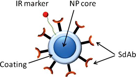 A schematic representation of the targeted contrast agent. The contrast agent consists of the superparamagnetic Fe3O4 core of mean diameter of 20 nm embedded in a dextran coating (NantoTech Ocean, USA). The core is labelled with infra-red marker (Cy 5.5.) and functionalized with anti-IGFPB7 single domain antibodies.