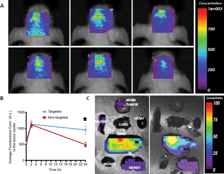 Targeting of anti-IGFBP7sdAb-targeted Gd-sULVs in an orthotopic brain tumor model. (A) In vivo optical imaging of the head biodistribution of anti-IGFBP7 single domain antibody-targeted (top panels) and nontargeted (bottom panels) iron oxide-Cy5.5 NPs injected in mice bearing orthotopic glioblastoma tumors at various time points (10 min, 2 h, and 24 h). (B) Graph showing changes of the average fluorescence concentration in the brain tumor region in vivo at indicated times after the injection of either anti-IGFBP7 single domain antibody-targeted or nontargeted-NPs-Cy5.5. Data are expressed as mean ± SEM for n = 5 animals. *Indicates significant difference between anti-IGFBP7 single domain antibody-targeted and nontargeted-NP-Cy5.5 (P < .01). (C) Ex-vivo optical imaging of the organ biodistribution of anti-IGFBP7 single domain antibody-targeted (left panel) and nontargeted (right panel) NPs-Cy5.5 24 h after injection in mice bearing orthotopic glioblastoma tumors.