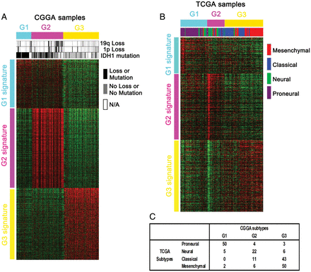 Heat maps of the 3 subtypes in the training and validation samples. (A) With use of our 1801 probe sets, samples were ordered on the basis of subtype predictions, and genes were clustered using the 225 CGGA samples. (B) Gene order from the CGGA samples was maintained in the validation data set (n = 202), which is composed of only GBMs that were molecularly classified in the TCGA. (C) Matrix of subtype grouping for the TCGA samples (n = 202) as predicted by TCGA or CGGA classification systems.