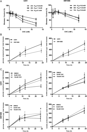 Effect of the MCT inhibitor, CHC, on total cell biomass and cellular metabolism. (A) The effect of CHC on total biomass of glioma cells was evaluated over time by the sulphorhodamine B assay. CHC inhibited the viability of U251 cells, but not SW1088, over time, in a dose-dependent manner. (B) Metabolic characterization of U251 and SW1088 cells. U251 cells presented higher levels of glucose consumption and lactate production than SW1088 cells. *P≤ .05, compared U251 with SW1088 cells. (C) The effect of CHC on cellular metabolism was evaluated by extracellular glucose and lactate measurements. CHC induced a significant decrease in glucose consumption and lactate production on U251, compared with SW1088 cells. Results were normalized to total biomass, at each time point. *P ≤ .05, compared 5 mM CHC with DMSO. #P ≤ .05, compared 10 mM CHC with DMSO. Results are expressed as the mean ± SD of at least 3 independent experiments, each in triplicate.