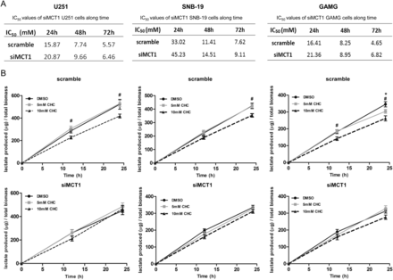 Effect of MCT1 downregulation on the sensitivity to CHC. (A) IC50 values for scramble and siMCT1 cells were determined over time by total cell biomass. (B) Effect of CHC on lactate production in siMCT1 cells over time. *P ≤ .05, 5 mM CHC compared with DMSO. #P ≤ .05, 10 mM CHC compared with DMSO. Results are expressed as the mean ± SD of at least 3 independent experiments, each in triplicate.
