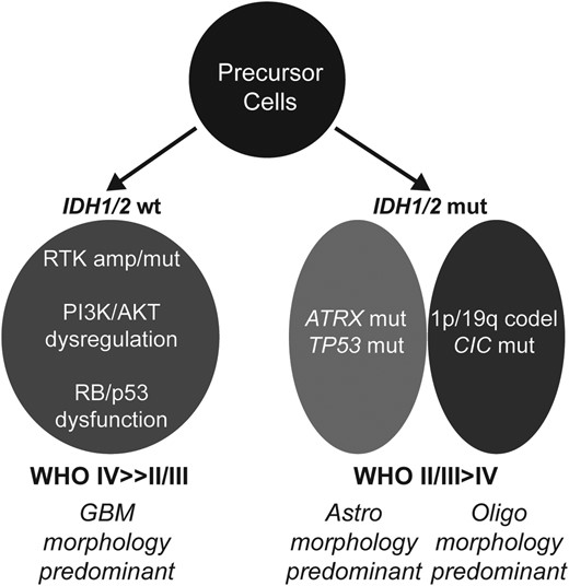 Molecular subclasses of diffuse glioma. IDH-wt tumors frequently exhibit receptor tyrosine kinase (RTK) amplification and/or mutation and genomic dysregulation of PI3K/AKT, RB, and p53 pathways. IDH-mutant diffuse gliomas harbor either ATRX and TP53 mutation or 1p/19q codeletion (frequently in combination with CIC mutation) in a mutually exclusive manner. Histopathological trends regarding WHO grade and morphology are also shown. Abbreviations: Astro, astrocytic; Oligo, oligodendroglial.