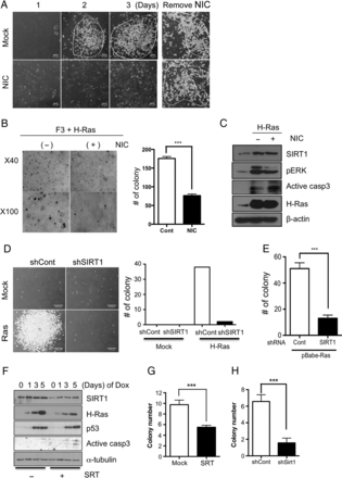 Knockdown of SIRT1 failed to transform cells following H-Ras infection. (A) The morphological image of Mock- or NIC (10 mM)-treated F3.NSCs after H-Ras infection for 3 days (scale bars, 50 m). (B) Colony formation by each indicated cell in soft agar (left panel) was determined by the number of colonies and then graphically presented (right panel) (n = 6). (C) The level of SIRT1, phosphorylated extracellular signal-regulated kinase (pERK), active caspase-3, H-Ras for F3, H-Ras–infected Mock- or NIC-treated F3 was determined by immunoblotting. (D) Morphological image of shCont- or shSIRT1-infected F3.NSCs after H-Ras infection (left panel) (scale bars, 100 m) and the number of transformed cells was graphically presented (right panel). (E) Colony formation by each indicated cell in soft agar was determined by the number of colonies and then graphically presented. (F) Dox-inducible F3.NSCs were pretreated with the SIRT1 inhibitor SRT (50 μM) for 1 h and then the cells were harvested at the indicated time after Dox treatment. The expression of SIRT1, H-Ras, p53, and active caspase-3 was determined by immunoblotting. (G) Mock- or SRT- (H) shCont- or shSIRT1-treated Ras-inducible F3.NSCs were treated with Dox every other day for 21 days. Colony formation of each indicated cell in soft agar was determined by the number of colonies and then graphically presented (n = 4). Alpha-tubulin or β-actin was loading control.