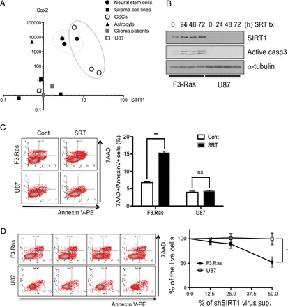 SIRT1 is important for the survival of cancer cells with neural stemness. (A) The relationship between the mRNA levels of SIRT1 and Sox2 was determined in a variety of cells via real-time PCR and analyzed as a 2D scatter plot. (B) F3.Ras.CNSCs and U87 cells were treated with SRT and harvested at the indicated times. The level of SIRT1 and active caspase-3 was determined by immunoblotting. Alpha-tubulin was loading control. (C) For apoptosis validation, F3.Ras.CNSCs and U87 cells were treated with SRT for 72 h, stained with 7-aminoactinomycin (7-AAD) and annexin V–phycoerythrin (PE), and then analyzed on a conventional flow cytometer (left panel). A percentage of annexin V–positive cells is graphically presented (right panel) (n = 3). (D) F3.Ras.CNSCs and U87 cells were infected with shCont or shSIRT1 virus supernatant, stained with 7-AAD and annexin V-PE, and then analyzed on a conventional flow cytometer (left panel). A percentage of annexin V–positive cells is graphically presented (right panel) (n = 3).