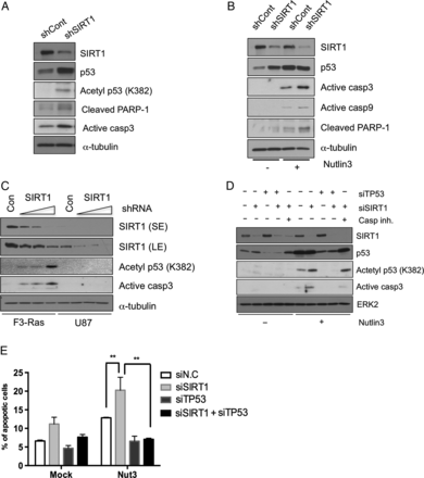 P53 is dependent on SIRT1 depletion for cell death in cancer cells with neural stemness. (A) The expressions of SIRT1, p53, acetyl-p53 (K382), cleaved poly(ADP-ribose) polymerase 1 (PARP-1), and active caspase-3 were determined by immunoblotting. (B) F3.Ras.CNSCs (shCont or shSIRT1) treated with Nutlin3 (5 μM) and then harvested after 20 h. The levels of SIRT1, p53, active caspase-3, 9, and cleaved PARP-1 were determined by immunoblotting. (C) F3.Ras.CNSCs and U87 cells underwent a dose-dependent infection. The levels of SIRT1, acetyl-p53 (K382), and active caspase-3 were determined by immunoblotting. (D) F3.Ras.CNSCs were transfected with siRNA negative control (N.C; labeled as ‘-’), SIRT1 (siSIRT1), p53 (siTP53), and SIRT1/p53. The cells were pretreated with a caspase-9 inhibitor when SIRT1 was depleted using siSIRT1, prior to Nutlin3 treatment. The levels of SIRT1, p53, acetyl-p53 (K382), and active caspase-3 were determined by immunoblotting. ERK2, extracellular signal-regulated kinase 2. (E) F3.Ras.CNSCs were transfected with siRNA N.C, SIRT1, p53, and both SIRT1 and p53 and then treated with Nutlin3. These cells were stained with 7-aminoactinomycin and annexin V–phycoerythrin and then analyzed on a conventional flow cytometer. The percentage of apoptotic cell population is presented graphically (n = 4). Alpha-tubulin or ERK2 was loading control.