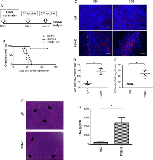 Effects of triggering CD40 by FGK45 in the GL261 tumor model. (A) Schedule of vaccination therapy. (B) Intracranial glioma model established using the GL261 glioma cell line was randomly divided into 3 groups. One of these 3 groups was observed as a nontreated group. For the other 2 groups, IgG or FGK45 was administered s.c. with irradiated GL261 TLs as vaccines. Mice vaccinated with IgG and TLs (n = 10) survived longer than the nontreated group (n = 10, P = .0162). However, efficacy was modest. Mice vaccinated with FGK45 and TLs (n = 10) survived significantly longer than mice vaccinated with IgG and TLs (P < .0001). (C) Mouse CD4- and CD8-positive T cells (red) in GL261 tumor models were counterstained with 4′,6′-diamidino-2-phenylindole (blue). Scale bars, 100 μm. Immunohistochemistry showed the stronger infiltration of CD4- and CD8-positive T cells in GL261 tumor models 4 days after the second vaccination with FGK45. (D, E) The cells that were positively stained for CD4 or CD8 were counted under ×400 magnification. Bars indicate the mean ± SD (*P < .05). (F) Hematoxylin and eosin stain of mouse spleens from the IgG vaccination group and FGK45 vaccination group. The size of germinal centers (black triangles) in the FGK45 vaccination group was larger than that in the IgG vaccination group. Scale bars, 100 μm. (G) Production of the INF-γ protein by mouse CD4-positive T cells after the second s.c. vaccination with IgG + TLs or FGK45 + TLs. Bars indicate the mean ± SD.