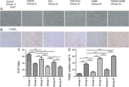 Ki-67 and TUNEL staining in NSCL61-model mice treated with either IgG, FGK45, DCs, OX86, DCs + FGK45, or OX86 + FGK45. (A) Ki-67 staining. Scale bars, 100 μm. (B) TUNEL staining. Scale bars, 100 μm. (C) The cells that positively stained for Ki-67 were counted under ×400 magnification. Bars indicate the mean ± SD. *P < .05, **P < .01, ***P < .0001. (D) The cells that positively stained with TUNEL were counted under ×400 magnification. Bars indicate the mean ± SD. *P < .05, **P < .01, ***P < .0001.