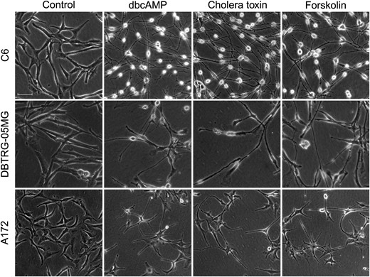 Effects of protein kinase A (PKA) activators on the morphology of malignant glioma cells. C6, DBTRG-05MG, and A172 glioma were used to test the effects of PKA activators (1 mM dbcAMP, 10 ng/mL cholera toxin, and 30 μM forskolin). Cells (1 × 105) were seeded in 24-well plates and incubated with different kinds of PKA activators for 48 hours (original magnification: × 100; scale bar: 100 μm).