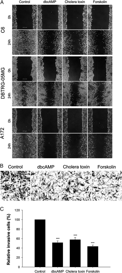 Suppressive effects of protein kinase A (PKA) activators on migration and invasion of malignant glioma cells. (A) PKA activators (1 mM dbcAMP, 10 ng/mL cholera toxin, and 30 μM Forskolin) treatment for 48 hours significantly inhibited the migration of glioma cells, as assessed via a wound healing experiment (original magnification: ×40; scale bar: 500 μm). Cells (5 × 105) were seeded in 35 mm plates before the wound healing experiment. (B and C). C6 glioma cells (5 × 104) were pretreated with PKA activators (1 mM dbcAMP, 10 ng/mL cholera toxin, and 30 μM forskolin) for 24 hours and seeded into transwell inserts coated with Matrigel for an additional 24 hours. Invasive cells were counted and normalized with the number of invasive cells in the control group. The random representative fields of an experiment are shown in panel B (original magnification: × 100; scale bar: 100 μm), and the corresponding statistics are shown in panel C. Data are shown as the mean ± SD (n = 3). ***P < .01. The experiments were repeated at least 3 times before statistical analysis.