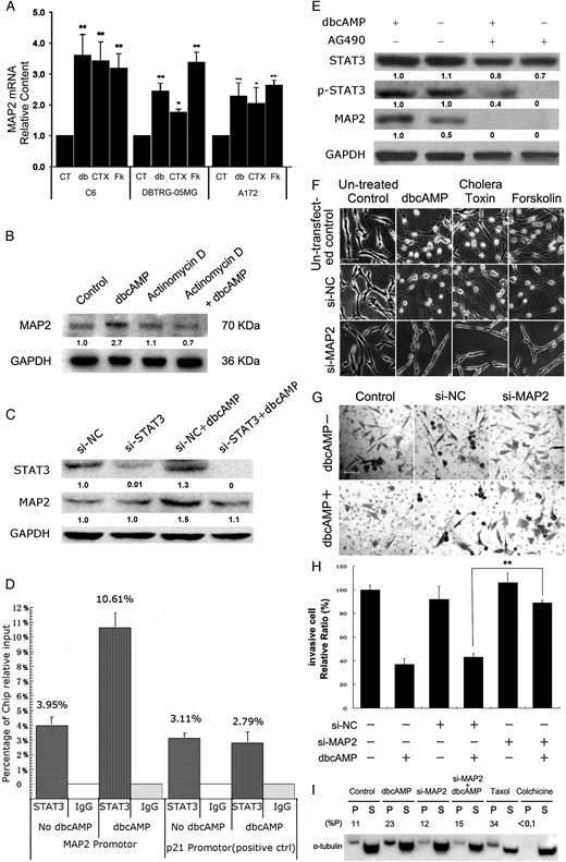 Transcriptional upregulation of MAP2 expression involved PKA-induced decreased invasion of glioma cells. (A) Relative mRNA levels of MAP2 were measured by quantitative real-time PCR after PKA activators (CT, control group; db, 1 mM dbcAMP; CTX, 10 ng/mL cholera toxin; Fk, 30 μM forskolin cholera toxin; Fk, 30 mM forskolin) treatment in C6, DBTRG-05MG, and A172 cells. (B) Global transcription of C6 cells was blocked by actinomycin D, and the protein level of MAP2 was measured with/without dbcAMP treatment. (C) siRNAs targeting STAT3 were transfected into C6 cells for 24 hours, followed by dbcAMP treatment for an additional 24 hours. Western blotting was used to quantify the protein level of MAP2. Cells were seeded at a density of 1 × 105. (D) After cross-linking, DNA was sonicated and immunoprecipitated at 4°C. The DNA was then extracted from the immunoprecipitate and used for quantitative real-time PCR analysis. The chromatin immunoprecipitation analysis showed STAT3 occupancy on MAP2 target promoters in DBTRG-05MG cells with or without the treatment of dbcAMP for 24 hours. The target sequences were detected by qRT-PCR analysis of eluted DNA. The relative STAT3 occupancy over the percent input is shown as a bar chart. p21 is a positive control for STAT3 occupancy. (E) DBTRG-05MG cells (1 × 106) were seeded and pretreated with JAK2 inhibitor AG490 (12.5 μM) for 2 hours and cultured with/without 1 mM dbcAMP for 24 hours. Western blotting was used to assess the protein levels of MAP2, STAT3, and phosphorylated (Tyr705) STAT3. (F) C6 glioma ells were seeded at a density of 5 × 104. Scramble siRNA (si-NC) or siRNAs targeting MAP2 mRNA (si-MAP2) were transfected into C6 cells for 24 hours and then treated with/without PKA activators for an additional 48 hours. Untransfected controls were treated in the same way as mentioned above except without transfection of siRNA. Cellular morphological changes were examined (original magnification: × 200; scale bar: 100 μm). (G and H) DBTRG-05MG cells were seeded at a density of 5 × 104. Cell invasion of control or MAP2-silenced DBTRG-05MG cells was examined by transwell assay, as indicated, with/without 1 mM dbcAMP treatment. (original magnification: × 100; scale bar: 100 μm). (I) C6 glioma cells were seeded at a density of 5 × 104. Polymerized tubulins (named as P) in C6 cells were evaluated after MAP2 silencing for 24 hours, followed with/without an additional 48 hours of dbcAMP (1 mM) treatment. 50 ng/mL taxol or 1 μM colchicine-treated cells were harvested as the positive and negative control groups, respectively. Data are shown as the mean ± SD (n = 3). *P < .05; **P < .01; ***P < .001 compared with the control. The experiments were repeated at least 3 times before statistical analysis.