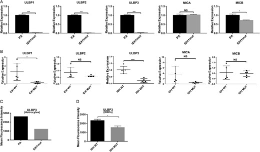 Reduced Expression of ULBP1 and ULBP3 in IDHmut gliomas. (A) NKG2DL RT-PCR expression in IDHmut or PA immortalized human astrocytes. Expression levels are relative to 18S RNA (3 independent experiments) (B) Expression of NKGD2Ls in IDHmut or wt primary GSCs by RT-PCR. Each data point represents glioma cells derived from an individual patient. (C, D) Cell surface expression of ULBP3 in astrocytes and GSCs measured by flow cytometry and quantified by mean fluorescence intensity (MFI). For (A) and (B), samples were run in triplicates. Error bars show standard deviation among the replicates. (*P < .05, **P < .01, ***P < .001).