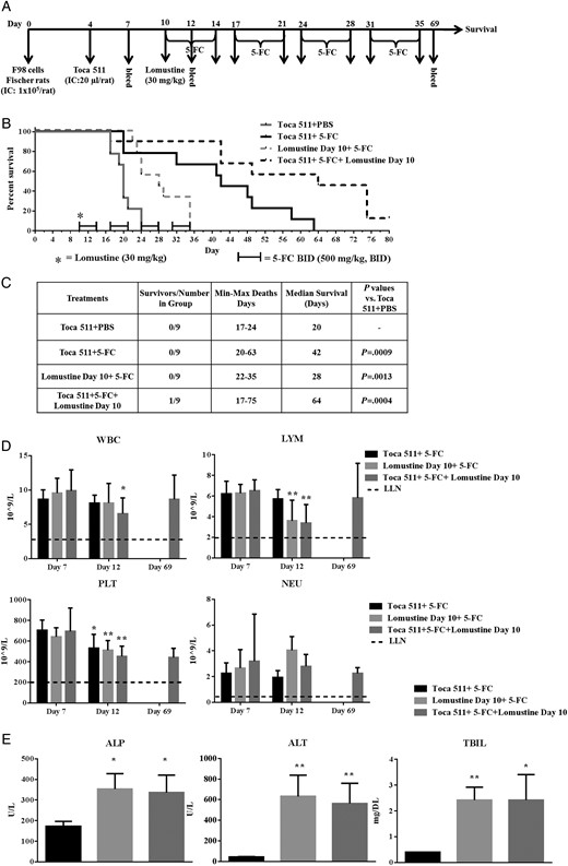 Lomustine alone or in combination with Toca 511 + 5-FC survival in F98 tumor-bearing Fischer rats. (A) Schematic representation of the schedule of drug administration and blood collections. (B) Kaplan–Meier survival analysis. Groups of male Fischer rats were implanted i.c. with F98 cells then dosed i.c. with vehicle control or i.c. with Toca 511. Lomustine was administered at day 10. PBS or 5-FC started at day 10. Four cycles of PBS or 5-FC treatment were given to rats and survival was examined out to 80 days. (C) Summary of the survival analysis. (D) Blood samples were collected 7, 12, and 69 (survivors) days after tumor cell inoculation. WBC, LYM, PLT, and NEU were determined. Dotted line represents LLN for age-matched rats (*P < .05, **P < .01; day 7 vs day 12). (E) Alkaline phosphatase (ALP), alanine aminotransferase (ALT), and total bilirubin (TBIL) were determined (*P < .05, **P < .01; groups vs Toca 511 + 5-FC).