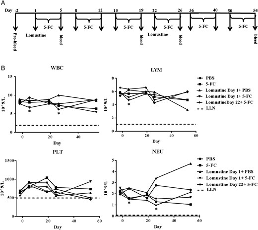 Hematological toxicology analysis of naïve Fischer rats that received 5-FC cycles with or without lomustine. (A) Schematic representation of the schedule of drug administration and blood collections. (B) WBC, LYM, PLT, and NEU were determined. Dotted line represents LLN for age-matched mice (*P < .05 vs baseline, normalized to PBS).