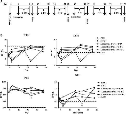 Hematological toxicology analysis of naïve B6C3F1 mice received 5-FC cycles with or without lomustine. (A) Schematic representation of the schedule of drug administration and blood collections. (B) WBC, LYM, PLT, and NEU were determined. Dotted line represents LLN for age-matched mice (*P < .01 vs baseline, normalized to PBS).