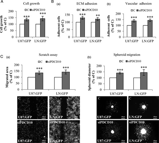 Direct co-culture of glioblastoma (GBM) cells with PDCD10-silenced human umbilical vein endothelial cell (HUVEC)-activated tumor phenotyping. HUVECs were transfected with either siPDCD10 or control siRNA (C) and used for direct co-culture with GBM cells (U87:GFP or LN:GFP) after 72 hours of the transfection. (A) Endothelial silence of PDCD10 promoted GBM cell growth. The growth of U87:GFP or LN:GFP was detected as green fluorescent intensity at 485 nm of excitation wavelength and 535 nm of emission wavelength. (B) Endothelial silence of PDCD10 facilitated extracellular matrix (ECM) adhesion (a) and vascular adhesion (b) of GBM cells. The adherent U87:GFP or LN:GFP cells were quantified by detecting green fluorescent intensity of cells. (C) Endothelial silence of PDCD10 stimulated GBM cell migration. For scratch assay (a), the migrated area was calculated by subtracting the open area at zero hour from that measured at 24 hours after scratching. For spheroid migration assay (b), the diameter of spheroids was measured at 36 hours after seeding spheroids containing HUVECs and GBM cells. ** P < .01 and *** P < .001, compared to C. Scale bar: 100 µm.