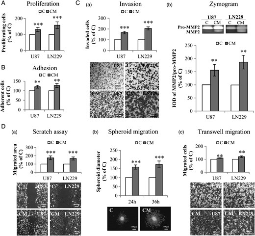 Indirect co-culture of glioblastoma (GBM) cells with PDCD10-silenced human umbilical vein endothelial cells (HUVECs) stimulated GBM cell proliferation, adhesion, invasion, and migration. Indirect co-culture was achieved by the culture of GBM cells with conditioned medium (CM) or with control medium (C), collected from HUVECs at 72 hours after the transfection with siPDCD10 and control siRNA respectively. (A) GBM cell proliferation detected by WST-1 assay. (B) GBM cell adhesion. Cell adhesion was determined by crystal-violet staining followed by measuring the absorbance at 550 nm. (C) CM facilitated invasion of GBM cells (a) accompanied with activation of MMP2 (b). U87 or LN229 were treated with CM or control medium for 24 hours. Prestimulated cells were then seeded in 24-well transwell plates coated with Matrigel. Cell invasion was quantified 24 hours after the incubation by crystal-violet staining (a); meanwhile, the culture medium of prestimulated cells was collected for gelatin zymography (b). (D) GBM cell mobility was measured by scratch assay (a), spheroid migration assay (b), and transwell migration assay (c). For scratch assay (a), cell migration was recorded 10 hours after scratching. To perform spheroid migration assay (b), the spheroids formed by LN:GFP were suspended in CM or in control medium, and seeded on 96-well plates precoated with Matrigel. For transwell migration assay (c), U87 or LN229 were suspended in serum-free medium and added into the insert of 24-well transwell plates. CM or control medium was added into the lower chamber. After incubation for 24 hours, the migrated cells were detected after crystal-violet staining. IOD: integrated optical density. ** P < .01 and *** P < .001, compare to C. Scale bar: 100 µm.