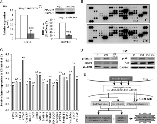 Endothelial silence of PDCD10 stimulated the release of proangiogenic factors that in turn activated Erk1/2 and Akt signaling in glioblastoma (GBM) cells. (A) Confirmation of silencing PDCD10 in human umbilical vein endothelial cells (HUVECs) by RT2-PCR (a) and Western blot (b) after siRNA transfection. *** P < .001, compared with control siRNA (Neg. C). (B) Detection of soluble factors by protein array. The media from siPDCD10- (CM) or Neg.C-transfected HUVECs (C) were collected for protein array. The blots show dots-array of 55 angiogenic factors. Each protein was detected in duplicate. (C) Semiquantification of blots. The expression of all 55 tested angiogenic proteins was semiquantified, and the proteins showing > 2-fold upregulation in CM are presented in this bar graph. (D) Treatment of GBM cells with CM activated Erk1/2 and Akt in GBM cells. Wm: wortmannin. (E) The schematic outline of the influence of PDCD10-deleted endothelia on GBM cells. Loss of PDCD10 in ECs stimulated GBM cells towards a more aggressive phenotype led to apoptosis resistance, activated neo-angiogenesis, and eventually promoted tumor growth. Meanwhile, silence of endothelial PDCD10 facilitated the release of multiple proangiogenic growth factors and activated Erk1/2 and Akt pathways in GBM cells. Considering the fact that Erk1/2 and Akt signaling pathways are often triggered by growth factors and play an essential role in regulating tumor cell phenotyping and tumor progression, we suppose that the influence of PDCD10-deleted endothelia on GBM cells involves a paracrine mechanism.
