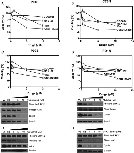 (A–D) Drug sensitivity of NCM cells in 4 NCM cell lines grown as tumor spheroids and treated with drugs: Vem (vemurafenib, BRAF inhibitor), MEK162 (MEK inhibitor), GDC0941 (PI3K inhibitor), and GSK2126458 (Akt and mToR inhibitor). Cell viability was determined by MTT assay after 96 h of incubation with drugs or dimethyl sulfoxide (DMSO). Viability of DMSO-treated cells was considered 100%. IC50 values were calculated by plotting percent viability of treated cells against DMSO (vehicle)-treated controls. These values are mentioned in Supplementary Table S1. (E to F) Effect of inhibitor drugs on downstream signaling in NCM cell spheroids from C76N. Spheroids were treated/or not with increasing concentrations of the drugs and harvested after 48 h of treatment. Cell lysates were prepared in the presence of protease and phosphatase inhibitors, and equivalent amount of protein was loaded to each well. Western blots were probed with phospho-specific antibodies targeted to phospho-ERK1/2, phospho-Akt and cyclin D. β-actin was used as loading control.