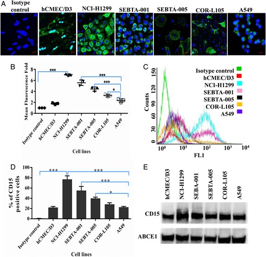 Extracellular expression of CD15 in brain endothelial and lung cancer cell lines. (A) Representative immunocytochemical images showing extracellular expression of CD15 in human brain endothelial cells (hCMEC/D3), human non–small cell lung cancer cells (NSCLC) metastatic cells obtained from cervical lymph node (NCI-H1299), brain (SEBTA-001 and SEBTA-005) and in nonmetastatic NSCLC cells (A549 and COR-L105). (B) Semi-quantitative analysis of CD15 expression from confocal images (A) using Zeiss ZEN image software. (C) Representative flow cytometric histogram. (D) Flow cytometric analysis of CD15 expression on hCMEC/D3, NCI-H1299, SEBTA-001, SEBTA-005, A549, and COR-L105. CD15 was highly expressed on NCI-H1299 and SEBTA-001 with less expression on COR-L105 and SEBTA-005, which expressed relatively the same amount. N = 3, ***P < .0001, **P < .001 and *P < .01. There was also less CD15 expression on A549 and hCMEC/D3 cells. (E) Western blot of proteins from the cell lines showed highest CD15 expression in NCI-H1299, followed by SEBTA-001, SEBTA-005, COR-L105, A549, and hCMEC/D3. ABCE1 was used as a protein loading control.