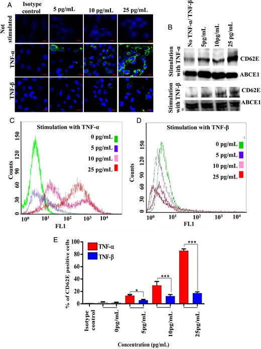 CD62E expression in TNF-α treated endothelial cells. (A) hCMEC/D3 cells were positively stained for CD62E extracellular expression at different TNF-α and TNF-β concentrations (green). (B) Western blotting of hCMEC/D3 cultured in increasing concentrations of TNF-α and TNF-β. (C and D) Overlay histogram of flow cytometric analysis of CD62E expression in hCMEC/D3 cells cultured with different concentration of TNF-α and TNF-β. (E) Flow cytometric analysis of CD62E expression in hCMEC/D3. N = 3, ***P < .0001, **P < .001, *P < .01.
