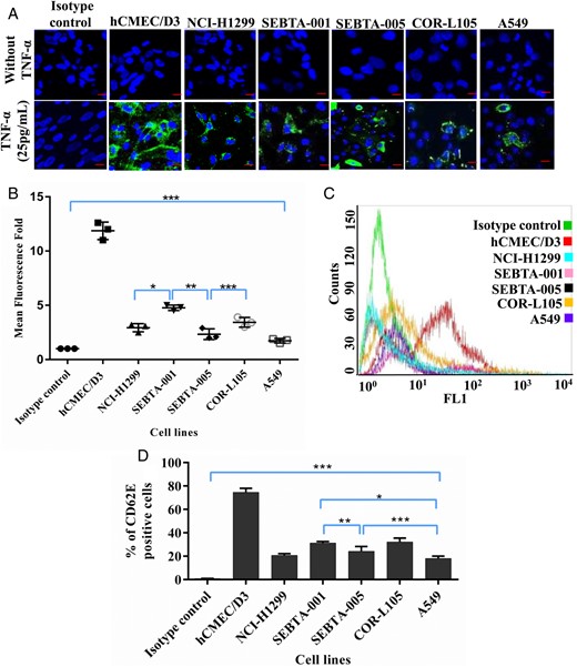 CD62E expression in TNF-α treated lung cancer cell lines. (A) Representative immunocytochemical images showing expression of CD62E in cancer cell lines following treatment with TNFα (25 pg/mL). CD62E was highly expressed and well distributed across cell membrane of hCMEC/D3 cells, at lower levels on non–small cell lung cancer metastatic cells (NCI-H1299 SEBTA-001 and SEBTA-005) and primary NSCLC cells (A549 and COR-L105). (B) Semiquantitation analysis of CD62E cells from confocal images (A) using Zeiss ZEN image software. (C) Overlay histogram of flow cytometric analysis of CD62E expression in cells treated with TNFα (25 pg/mL). (D) Flow cytometric analysis of CD62E expression in NCI-H1299, SEBTA-001, SEBTA-005, A549, and COR-L105. N = 3, ***P < .0001, **P < .001, *P < .01.