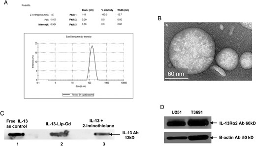 Characteristics of the liposome. (A) The size (diameter) distribution of IL-13-Lip-Gd-DTPA determined by light scattering and zeta potential analyzer. The average diameter of IL-13-Lip-Gd-DTPA was 137 nm within a range of 90–180 nm. (B) An image acquired by transmission electronic microscopy demonstrated the spherical morphology of IL-13-Lip-Gd-DTPA. (C) Immune analysis of IL-13 incorporation to the liposomes. The dark band in lane 1 indicates the recombinant protein IL-13 as a control. The dark band in lane 2 (loaded with IL-13-Lip-Gd-DTPA) and in lane 3 (loaded with an intermediate product, IL-13-2-thiolation of the conjugation) indicate incorporation of IL-13 into the liposomes. (D) Western blotting analysis of U251 and T3691 cells that expressed IL-13Rα2.