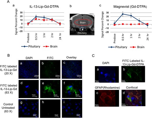 (A) The plots of an average signal intensity time-course measured in T1-weighted images post injections of IL-13-Lip-Gd-DTPA (A-a) or Magnevist (A-c) into the brain parenchyma and pituitary gland shown in the brain image (A-b) in normal animals (n = 6). The image intensity plot in blue ♦ in the location of pituitary (indicated in blue trapezoid in the brain image in b) followed the same trend for both IL-13-Lip-Gd-DTPA and Magnevist, indicating that the injections of IL-13-Lip-Gd-DTPA and Magnevist were successful. The signal in the brain parenchyma ▪ (indicated by the red-oval region in the brain image) after injection of Magnevist stays the same, while after injection of IL-13-Lip-Gd-DTPA the signal increases to about 15%. The increase in signal intensity in the brain tissue indicated that the MRI contrast agent crossed an intact blood-brain barrier (BBB) with liposomes. (B) Confocal microscopy images of brain slides. The blue color in the left column indicated the nucleus stained with DAPI (B-a, B-d, B-g), and the green color of FITC sparsely distributed in the middle column (B-b, B-e) showed the existence of IL-13-Lip in the brain tissue, confirming the penetration of the intact BBB of normal mice. The overlay for the 2 images in the right column (B-c, B-f) indicated that the retained liposomes were intracellular. No FITC was observable in the images of untreated mice (B-h, B-i). (C) Confocal microscopy images. (C-a) DAPI, (C-b) IL-13-Lip(FITC)-Gd-DTPA; (C-c) Rhodamine-labeled astrocytes marker GFAP; (C-d), co-localization of IL-13-Lip(FITC)-Gd-DTPA with GFAP in a normal brain tissue section.