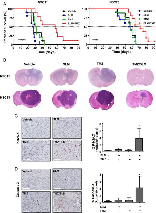 Combination treatment of SLM and TMZ results in a significant antitumor effect in vivo. (A) Kaplan–Meier survival curve analysis for overall survival in treated athymic mice bearing intracranial xenograft tumors originated by GSC11 or GSC23 cell lines. The P-values were determined using the log-rank test; the values represent a comparison of survival rates associated with the different treatments given to the mice. (B) Hematoxylin and eosin staining of the brains of animals treated with the indicated drugs. (C) Animals were treated with SLM, TMZ, or both and sacrificed 20 d after implantation. Left panel: tissue sections were incubated with anti-pH2A.X antibody (diluted 1:100). Representative photomicrographs are shown. Right panel: quantification of positive cells. Positive signals were counted by Fiji software V1.48q and represented as the percentage in comparison with nontreated animals. Bars represent the mean ± SD of 5 snaps for every brain (N = 3 brains). (D) Animals were treated with SLM, TMZ, or both and sacrificed 20 d after implantation. Left panel: tissue sections were incubated with anti–caspase 3 antibody (diluted 1:100). Representative photomicrographs are shown. Right panel: quantification of positive cells was done as above. Scale bars in (C) and (D) = 100 µM.