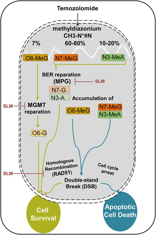 Hypothetical proposed model. In physiological conditions, TMZ will be quickly converted into methyldiazonium. This compound has alkylating activity capable of methylating the O6 position of guanine and the N7 position of guanine followed by the N3 position of adenine. Repair mechanisms are different based on the position where the methyl group has been inserted. O6-meG is repaired by the MGMT enzyme. In case the DNA damage exceeds repair capacity of the MGMT, a futile cycle starts, led by the MMR system, which results in DSB in the DNA. If this damage exceeds the capacity of the HR system to repair the cell, it will enter into apoptosis and die. If the methylation is inserted in the N7-meG or N3-meA, the BER system will try to ameliorate this damage and the MPG proteins play an important role here. Again, if the BER system is surpassed, the DNA will accumulate DSBs that if not repaired by the HR system will induce cell death. ER stress-inducing drugs will induce the downregulation of MGMT, MPG (BER system), and Rad51 (HR system), sensitizing the cells to the action of TMZ.