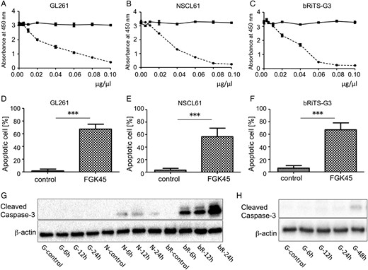 Antitumor effects of FGK45 on tumor cell lines in vitro. Antitumor effects of FGK45 or IgG (control) on GL261 (A), NSCL61 (B), and bRiTs-G3 (C) cells were determined by the WST-8 assay. Data were obtained 72 hours after FGK45 treatment (A: GL261) and 48 hours after the treatment (B: NSCL61, C: bRiTs-G3). Each point indicates the mean value of 5 independent runs. Bars; mean ± SD. The absorbance of cells treated with FGK45 was significantly lower than those treated with IgG (A, B, and C). The reductions in cellular proliferation were dose-dependent. Cells after FGK45 treatment were subjected to TUNEL staining. This examination was performed 48 hours after FGK45 administration for GL261 and 24 hours after the administration for NSCL61 and bRiTs-G3 (D: GL261, E: NSCL61, F: bRiTs-G3). Compared with the IgG-treated control group, FGK45 administration induced marked apoptotic cell death (***P < .0001). (G and H) Detection of cleaved caspase-3. Each cell line was treated with 0.05 µg/µL IgG (control) or FGK45. IgG-treated cells were harvested after 24 hours for NSCL61 and bRiTs-G3 cell lines and after 48 hhours for GL261 cell line. FGK45-treated cells were harvested after 6, 12, and 24 hours in NSCL61 and bRiTs-G3 cell lines, (G) and after 6, 12, 24, and 48 hours in GL261 (H). Cleaved caspase-3 was detected after 6 to 24 hours in NSCL61 and bRiTs-G3 cell lines; however, it was detected only after 48 hours in GL261 cell line. G: GL261, N: NSCL61, bR: bRiTs-G3.