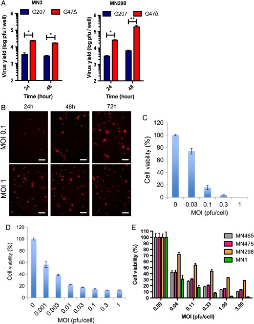In vitro efficacy of oHSV G47Δ for MN3 and other patient-derived meningioma cells. (A) Virus yield assay in MN3 cells (left, in stem cell medium) and MN298 cells (right, 10% fetal calf serum medium). Cells were infected with G207 or G47Δ at MOI = 1.25, and virus yield was measured at 24 and 48 h post-infection. Input = 10 000 pfu. *P < .0001, **P < .005. (B) Fluorescent microscopic pictures showing spread of G47Δ-mCherry (red) in MN3 cells. MN3 cells were infected at MOI 0.1 and 1, and microscopic pictures were captured at 24, 48, and 72 h p.i. Scale bars, 100 µm. (C and D) MTS cell viability assay showing the cytotoxic activity of G47Δ against MN3 cells (C) and MN7 (D). (E) MTS cell viability assay showing the cytotoxic activity of G47Δ-mCherry against different serum-cultured meningioma primary cultures in vitro. In (C–E), MTS assay was done at day 4 post oHSV infection.