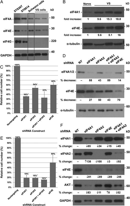 Depletion of eIF4A and eIF4E inhibits proliferation of STS26T and ST8814 malignant peripheral nerve sheath tumor (MPNST) cells. Western blotting of protein lysates prepared from STS26T and ST8814 MPNST cells and primary vestibular schwannomas (VSs) and Schwann cells (A) and from normal nerve and VS tissues (B) was performed and probed for various eIF4F components. GAPDH or α-tubulin served as a loading control. Densitometry was used to estimate the fold-difference in protein expression between VS and normal nerve tissues. (C) STS26T cells were transduced with 10 MOI of the indicated lentiviral shRNA vectors, selected with puromycin, and counted. Shown are % cell numbers relative to the nontargeting (NT) control designated as 100%. Means and SDs were calculated from 2 independent experiments. (D) Following counting, cells were lysed, and equal amounts of protein lysates were probed for eIF4A1/2, eIF4E, and α-tubulin. The % decrease in eIF4A or eIF4E protein levels in the indicated shRNA-transduced cells versus NT controls is shown. (E) ST8814 cells were transduced with the indicated lentiviral shRNA vectors and counted after puromycin selection. (F) Protein lysates from transduced cells were probed for various eIF4F components and AKT. Statistics for cell counting in (C) and (E) were performed using the 2-sample t test assuming unequal variances (*P < .05, **P = .01, #P = .001 vs NT controls).