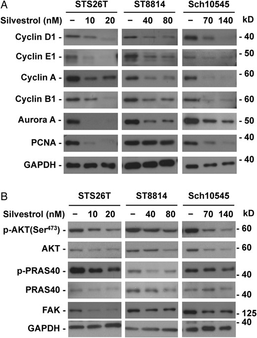 Silvestrol inhibits the expression of multiple cyclins and kinases. ST8814 and STS26T malignant peripheral nerve sheath tumor (MPNST) and Sch10545 schwannoma cells treated with 1x and 2x the IC50 dose of silvestrol for 24 hours were analyzed by Western blots for the expression of various cyclin, Aurora A, and PCNA proteins (A) and total and phosphorylated AKT and its downstream substrate PRAS40 as well as FAK (B). GAPDH served as a loading control.