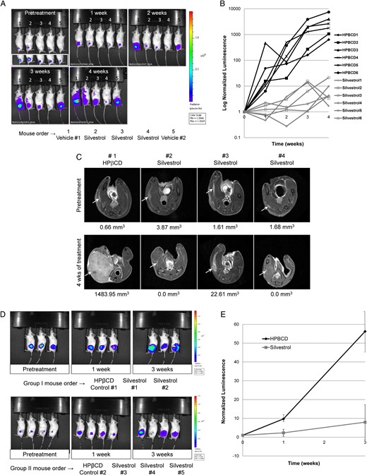 Silvestrol potently suppresses the growth of orthotopic ST8814-Luc malignant peripheral nerve sheath tumor (MPNST) xenografts and Sch10545-Luc schwannoma allografts. (A) Shown are representative BL images of ST8814-Luc MPNST-bearing mice treated with silvestrol or HPβCD vehicle for the indicated weeks. The inset below the first panel was acquired using a lower threshold of bioluminescence detection, showing that all mice had established tumor prior to treatment. Note that silvestrol-treated mice showed a substantial decrease in BL signals. (B) Normalized luminescence from control HPβCD-treated (black lines) and silvestrol-treated (gray lines) ST8814-Luc xenografts (n = 6 per group). (C) MR images of ST8814-Luc xenografts at the beginning and end of treatment confirmed that silvestrol strongly suppresses tumor growth. (D) SCID mice bearing Sch10545-Luc schwannoma allografts were treated with silvestrol or HPβCD for 3 weeks. BLI showed that silvestrol also potently reduced schwannoma growth. (E) Mean normalized tumor luminescence signals with SDs in silvestrol- or HPβCD-treated mice bearing Sch10545-Luc schwannoma allografts are shown.