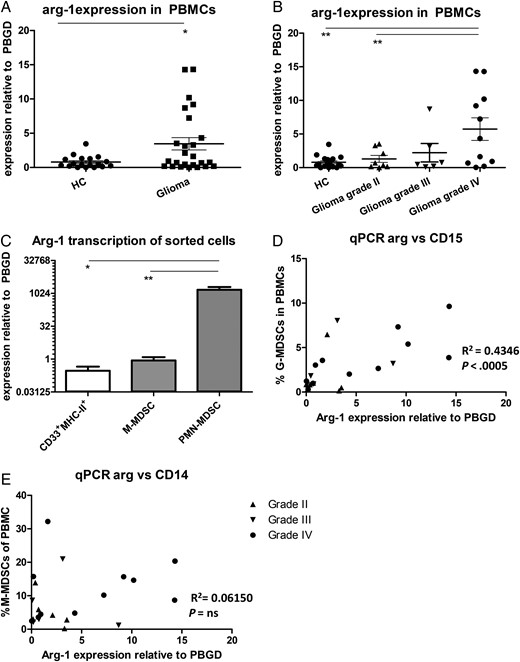Arginase is highly expressed by PMN- myeloid-derived suppressor cells (MDSCs). (A and B) Expression measured by quantitative (q)PCR with Ct values of arginase were plotted as relative value to porphobilinogen deaminase (PBGD). Data of glioma patients was either combined (A) or divided based on tumor malignancy (B) (grade II (n = 8; straight triangles), 3 (n = 6; inverted triangles) or 4 glioma (n = 11; dots) and compared with healthy controls (HCs; (n = 18)). Asterisks represent statistical significance (*P < .05; **P < .01). (C) Arginase expression of fluorescence-activated cell sorting (FACS); sorted myeloid cells of glioma patients were measured by qPCR and plotted as relative value to porphobilinogen deaminase (PBGD). Plotted is mean with standard error of the mean (SEM) of 6 patients. (D and E) The percentage of PMN-MDSCs (D) or M-MDSCs (E) in the blood was plotted against Arg-1 mRNA expression in total PBMCs. Relevant statistics of all glioma samples combined are incorporated into D–E.